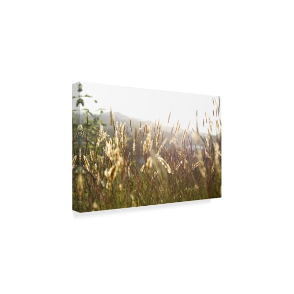 Ian Tornquist 'Grimstad Wheat' Canvas Art,22x32